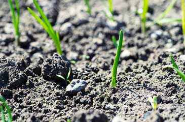 onion plantation in the vegetable garden