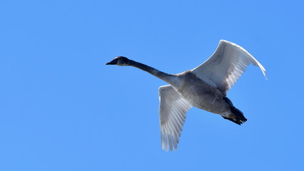 Fototapeta premium swans in flight,Tovacov pond in Czech republic