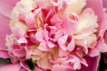 pink flower peony closeup. background