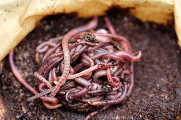 compost worms in coffee filter