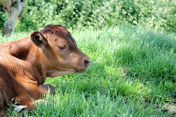 Calf lying down in field