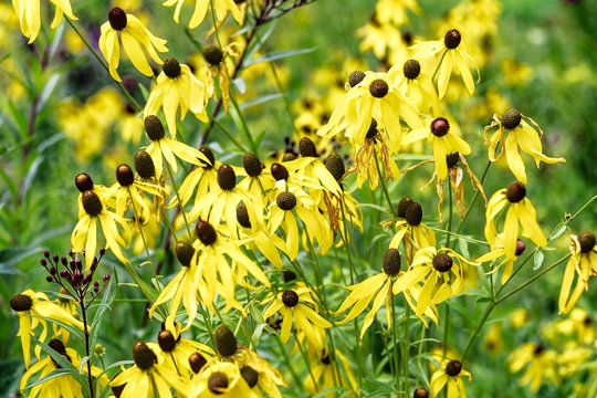 Pr&auml;riezapfenblume - Ratibida pinnata