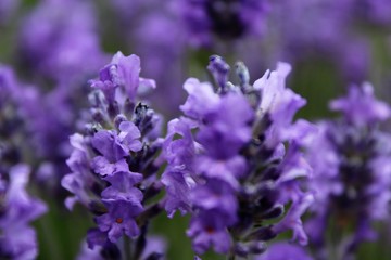 Close up of blooming lavender flowers