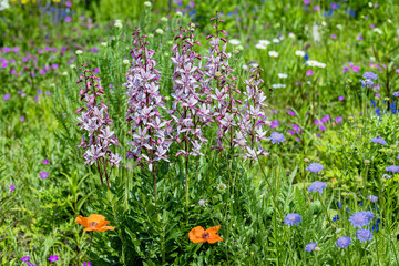 Obraz premium Blumenwiese mit Diptam - Dictamnus albus