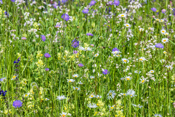 Sommerwiese mit Wiesenmargeriten mit wildem Klee