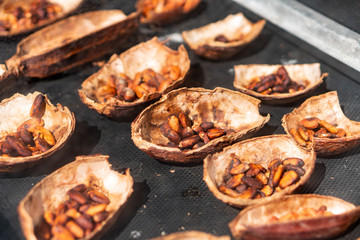 fresh Cocoa beans dry in solar dryer box of coffee farm in Thailand, raw healthy dessert fruit plant seed ingredient