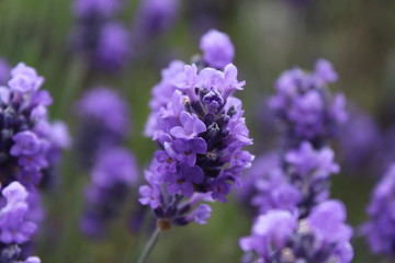 Close up of blooming lavender