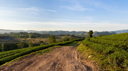 Beautiful landscape view of large tea farm on the hill with fresh leaves after harvesting in the morning, plantation at Chiang Mai Thailand