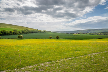 Fototapeta premium A Sussex landscape with a field of yellow buttercups in the foreground