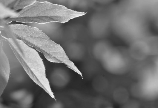 feuilles