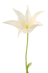 White tulip isolated on white background