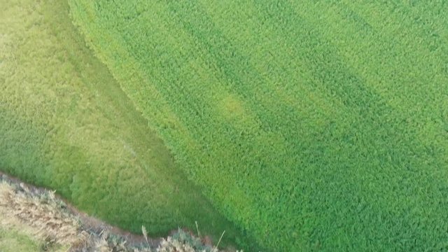 Aerial Drone Azores Portugal green grass with cows grazing