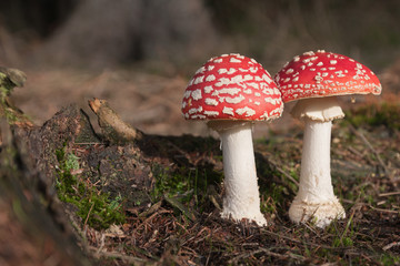 Two toadstools,  red white poisonous mushrooms in summer forest
