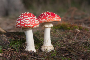 Two toadstools,  red white poisonous mushrooms in summer forest