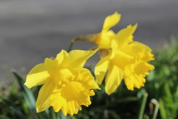 Daffodils bloom in the spring sunshine