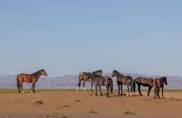 Wild Horses in Spring in the Utah Desert