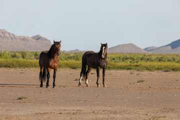 Naklejka premium Wild Horses in Spring in the Utah Desert
