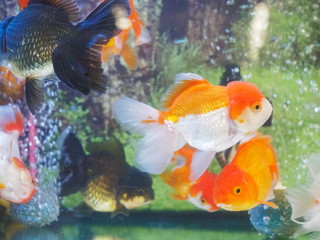 Focus blurred for fish aquarium background, view of Oranda Gold fish diving in glass fish tank...