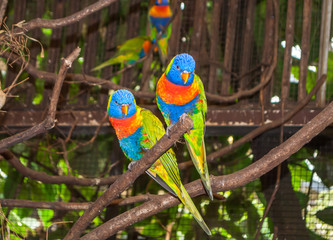 Two multi-colored beautiful Lori parrots sitting together on a branch