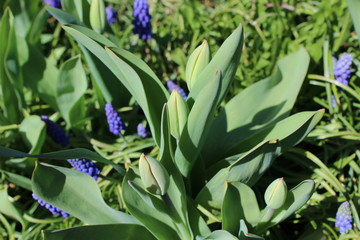 Tulip buds ready to bloom in spring 