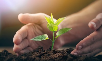 Green plant in human hands on sunlight background