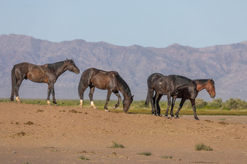 Wild Horses in Spring in the Utah Desert