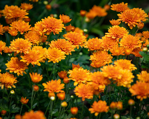 orange flowers in the garden