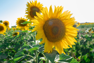 sunflower plantation with the flower in the foreground and giving it the sun's rays