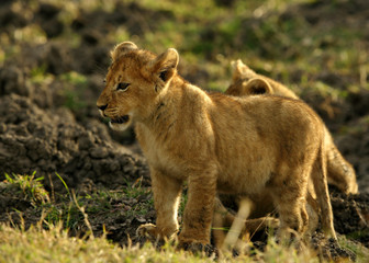 Obraz na płótnie Canvas Lion cubs playing in Savannah in the evening hours at Masai Mara, Kenya