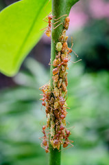 Group of aphid with red ant on tree branch