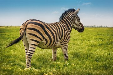 Fototapeta na wymiar Backside view single zebra in wild steppe