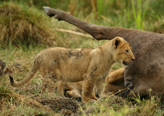 Lion cub near a Wildebeest carcass, Masai Mara, Kenya