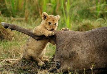 Lion cub trying to take a bite of Wildebeests carcass,  Masai Mara, Kenya