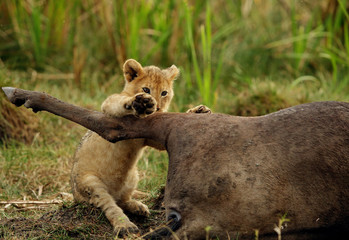 Obraz na płótnie Canvas Lion cub trying to take a bite of Wildebeests carcass, Masai Mara, Kenya