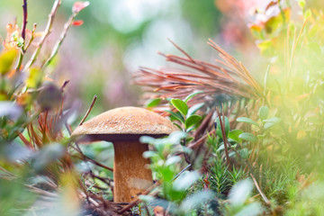 Mushrooms in bright autumn leaves in autumn