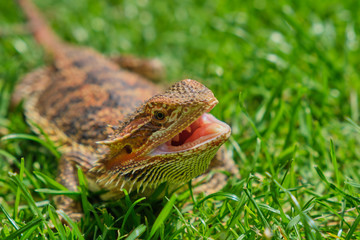 bearded dragon (Bartagame) with open mouth in the grass on a hot summer day