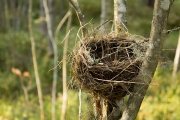 Bird's Nest