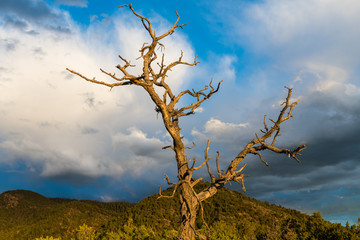 The bare branches of a dead tree illuminated by sunset light contrasted against high hills and a dramatic evening sky - Sangre de Cristo Mountains near Santa Fe, New Mexico