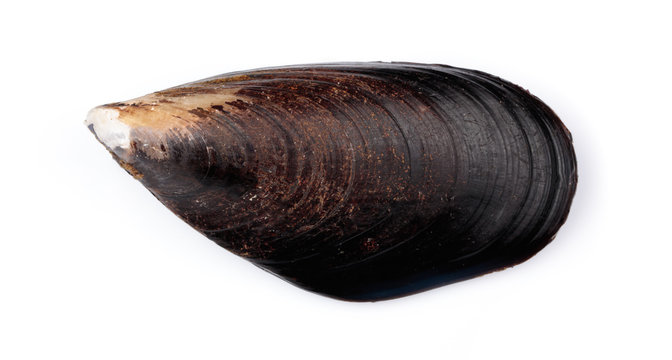fresh mussel isolated on white background.