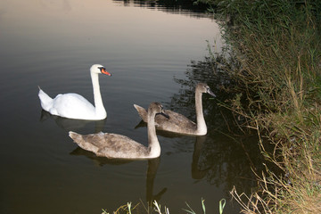 Three swans, one white and two gray on the dark surface of the water. Wild birds in the open air.