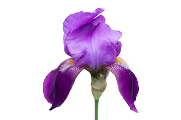 One iris germanica violet flower isolated on white