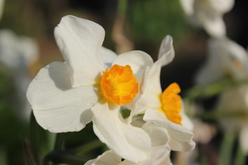 White narcissus blooming in early spring