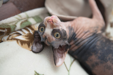 Sphynx cat.  Portrait of a cat breed sphynx.