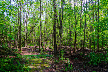 Fototapeta premium Walking path through a sunlit forest