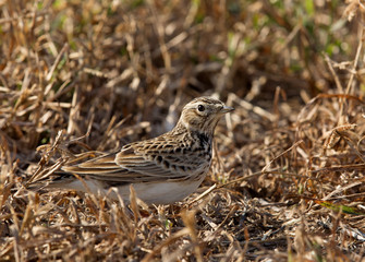 The Eurasian Skylark perched on ground, Bahrain 