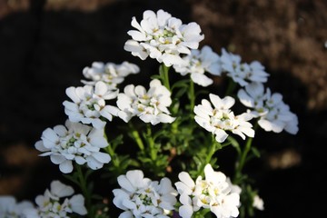 Small white flowers bloom in early spring
