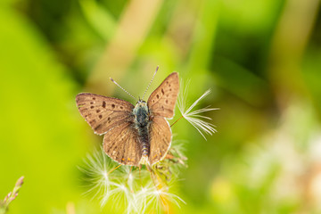 Nature