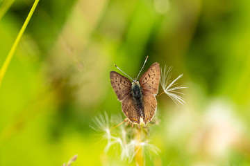 Nature
