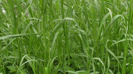 green grass with water drops