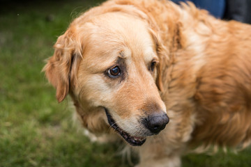 old happy golden retriever dog